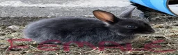 Mixed Breed rabbits for sale: Baby rabbits FREE - Advert 4