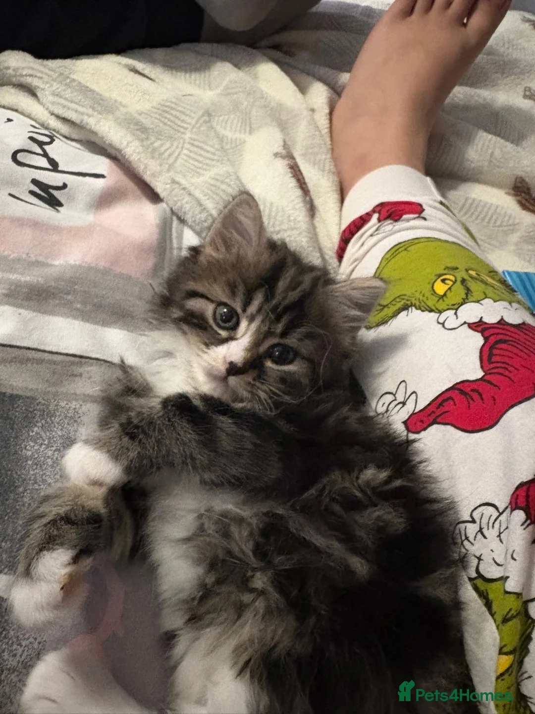 Mixed Breed cats for sale: urgent homes needed for my babies.  - Advert 10