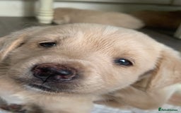 Double Doodle dogs for sale: Double doodles - Image 10