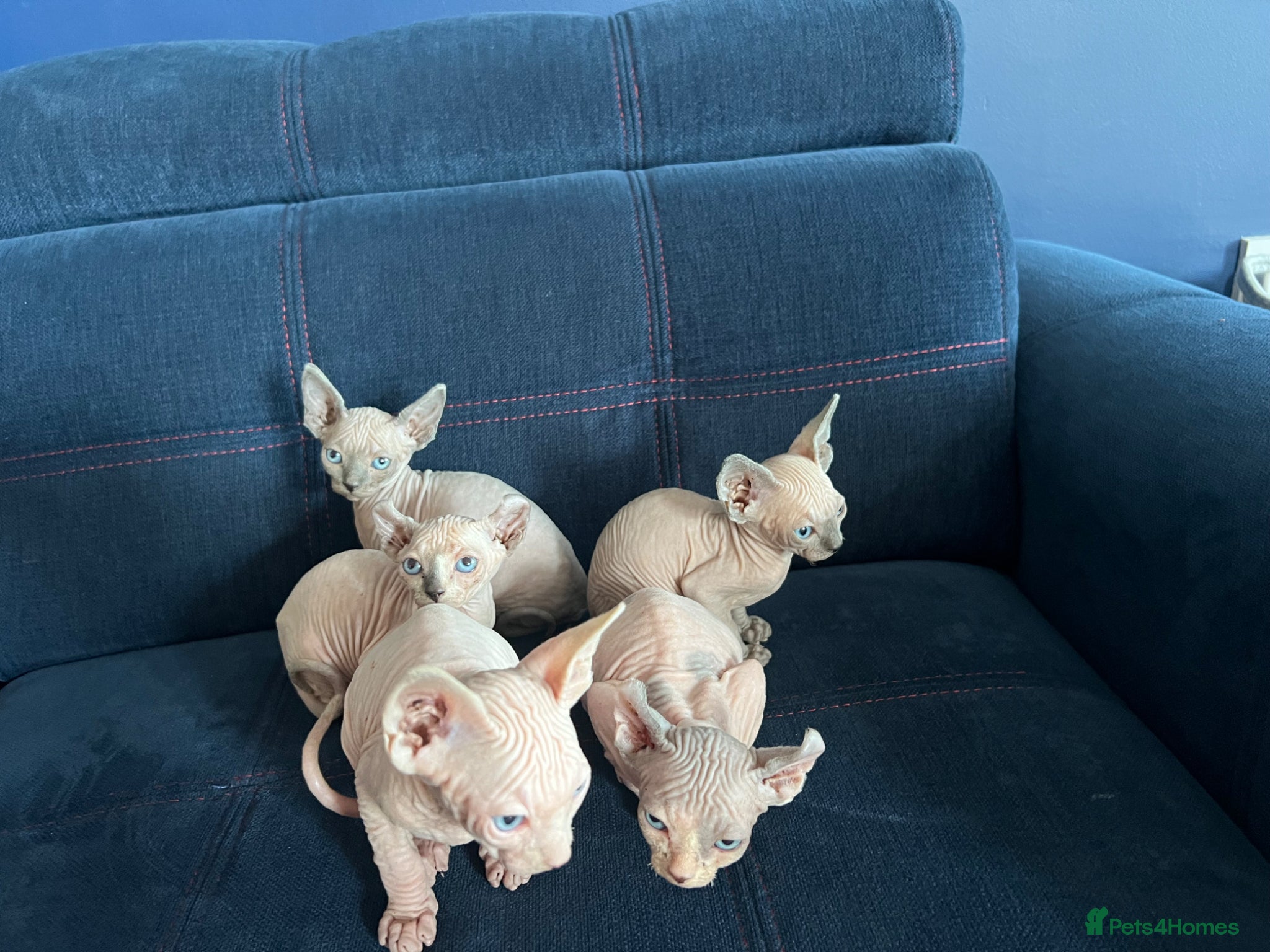 Sphynx cats Beautiful Blue-Eyed Sphynx Kittens – Ready Now - Advert 2