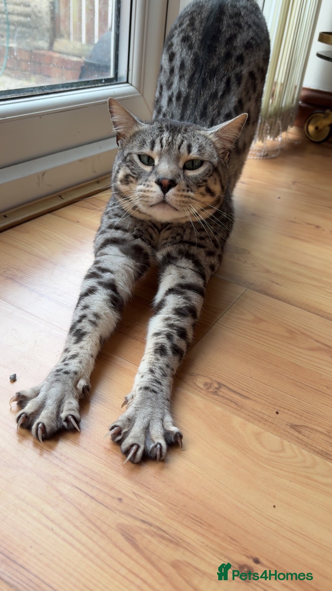 Bengal cats for sale: Neo the Bengal - Advert 3