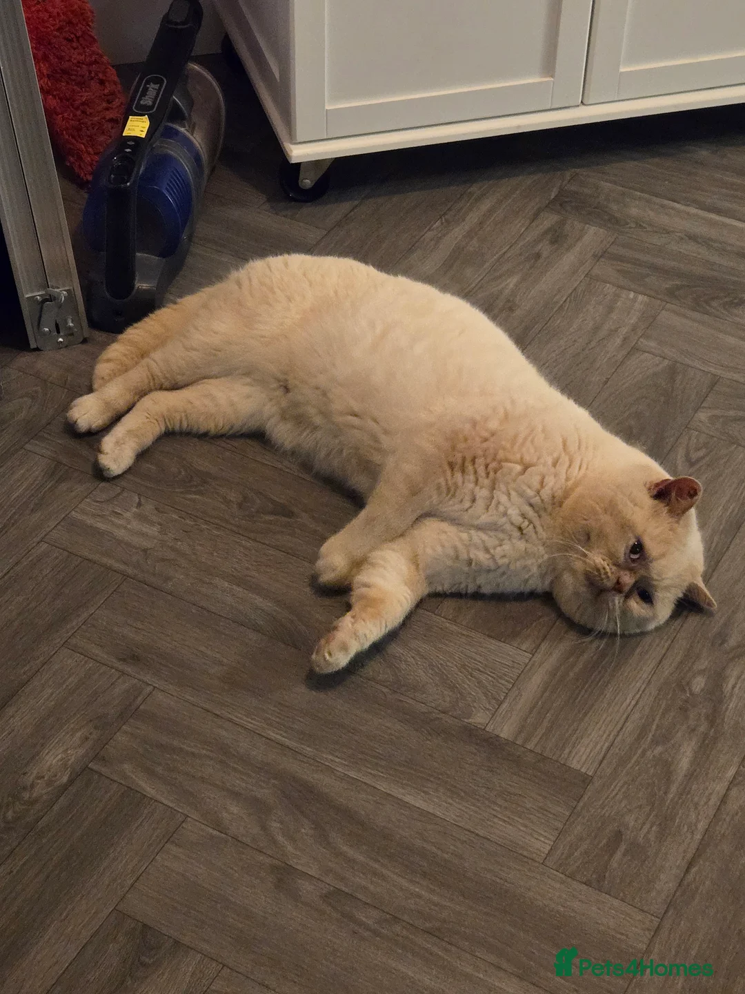 British Shorthair cats for sale: Superb pedigree TICA reg BSH kittens in King's Lynn - Advert 19