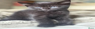 Mixed Breed Kitten 1
