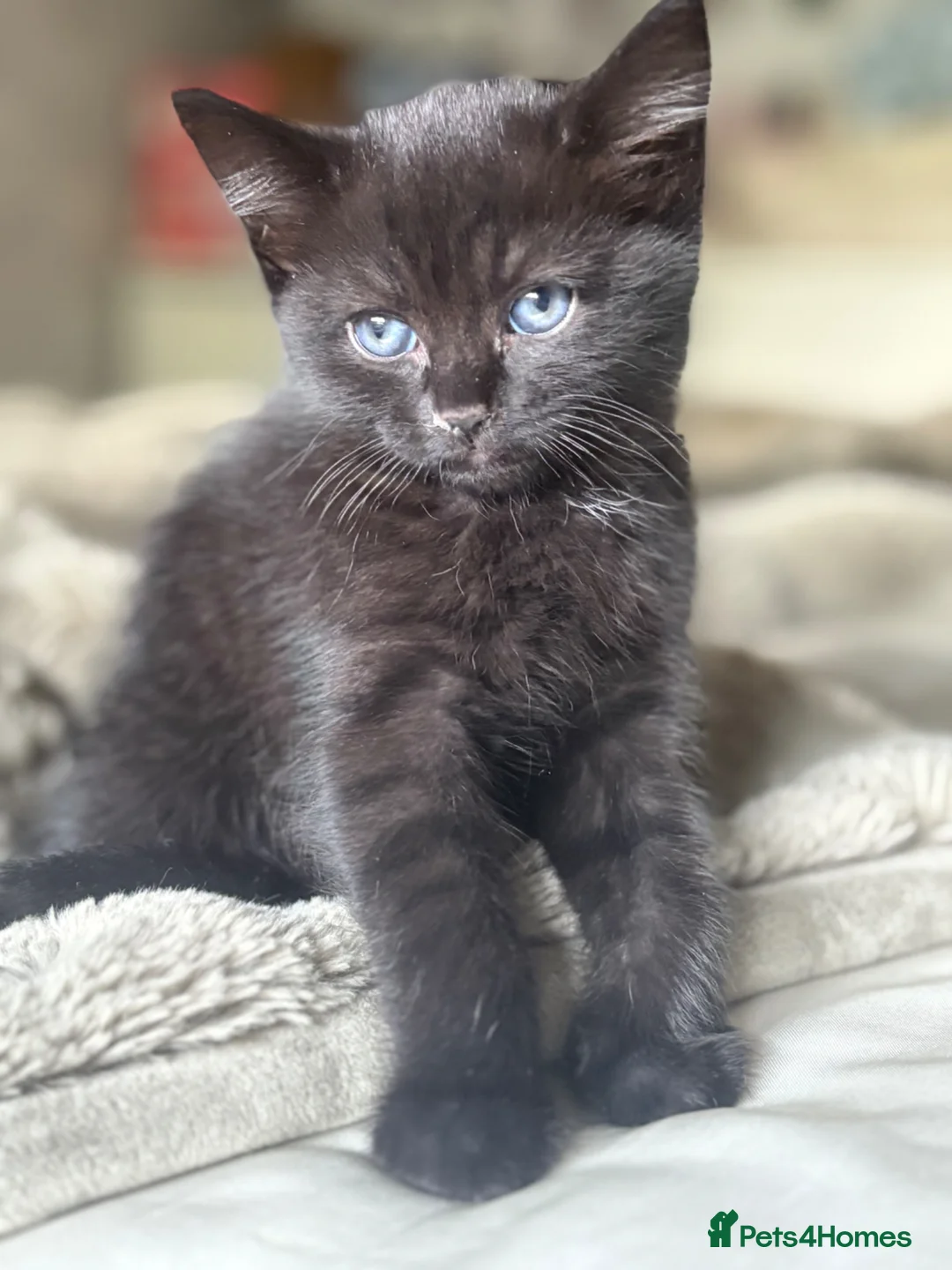 Mixed Breed cats for sale: Two beautiful kittens male and female  - Advert 2