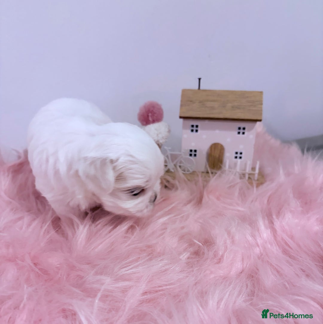 Maltese dogs for sale: ❤️🩵Full Korean Baby pups🩵❤️ - Advert 10