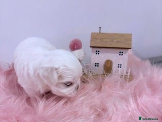 Maltese dogs 🌟🌟Full Korean Baby pups🌟🌟 - Advert 5