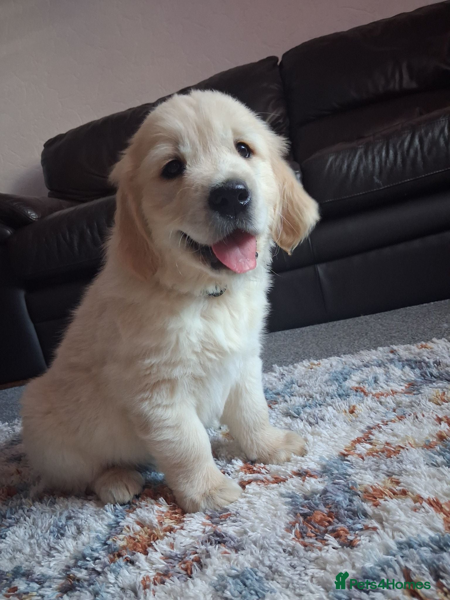 Golden Retriever dogs Only 1 boy available! 🖤 - Advert 15