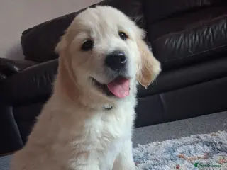 Golden Retriever dogs Only 1 boy available! 🖤 - Advert 1
