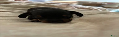 Dachshund Puppy 2
