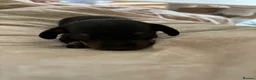 Dachshund dogs for sale: Dachshund puppies - Advert 4