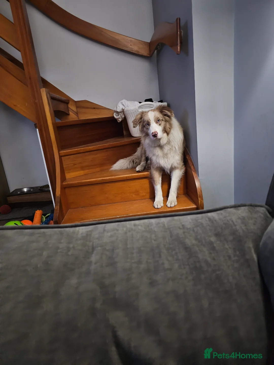 Border Collie dogs for stud: Red Merle Border Collie for STUD - Advert 5