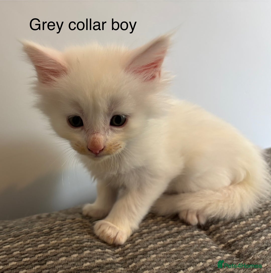 Maine Coon cats for sale: TICA & Council licensed white/black Maine Coons - Image 23