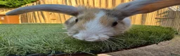 Mixed Breed rabbits for sale: Rabbits for sale - Advert 11
