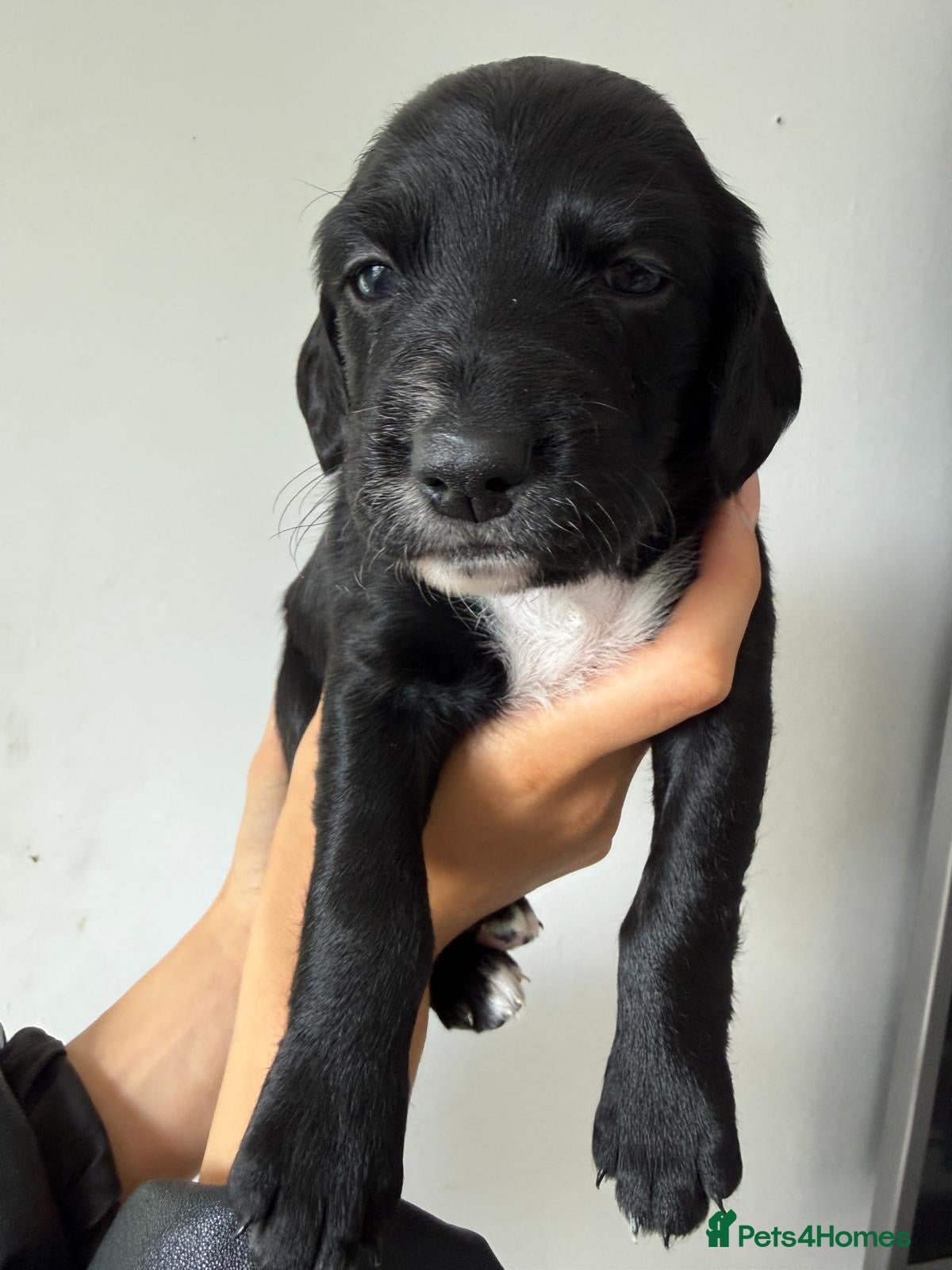 Mixed Breed dogs Beautiful GSD x cocker spaniel x Irish setter pups - Advert 2