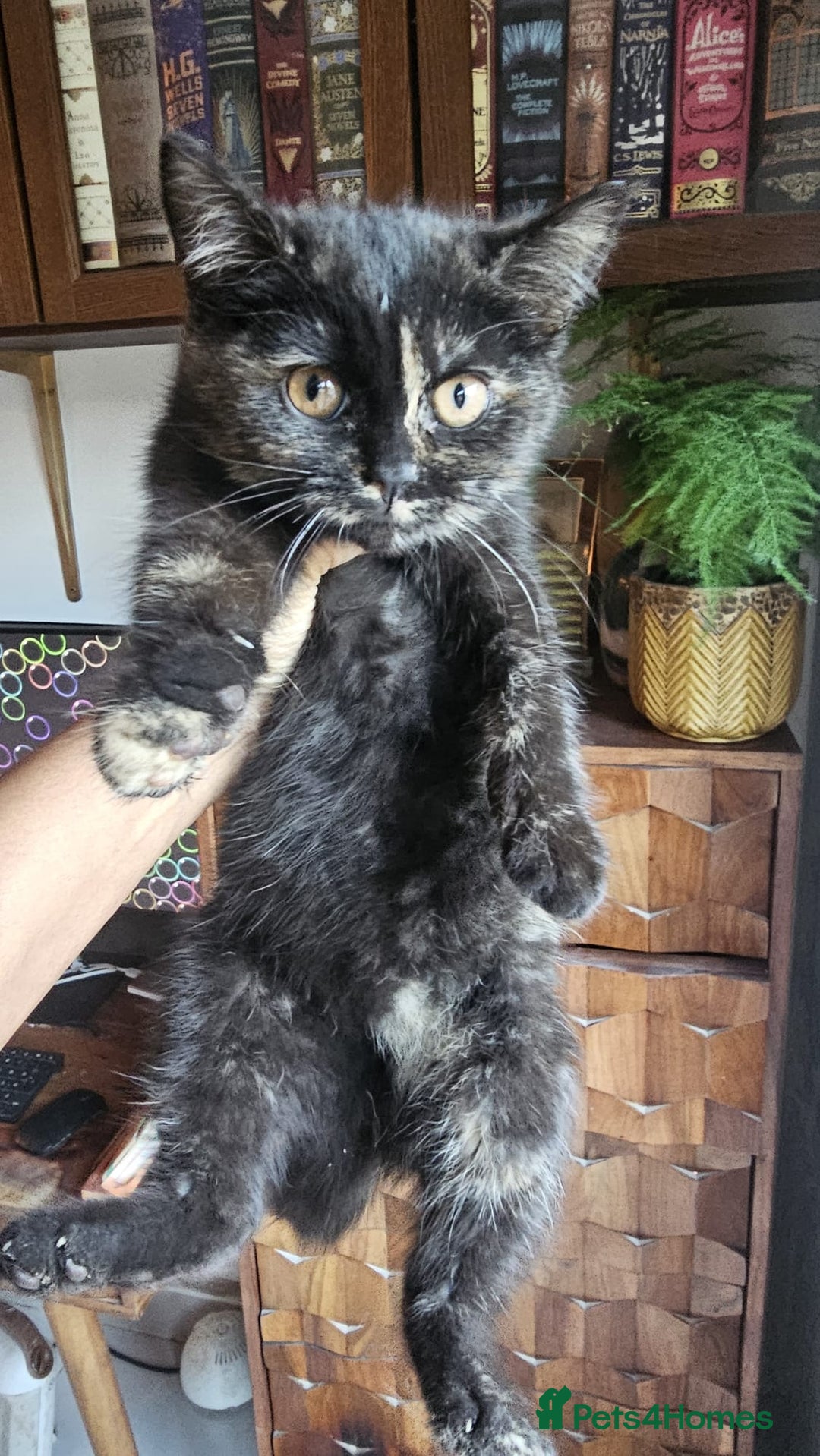 British Shorthair cats for sale: Gorgeous British Shorthair Kittens Ready Now! - Advert 5