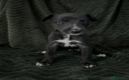 Whippet dogs for sale: Beautiful Whippet puppies for sale!  - Image 17