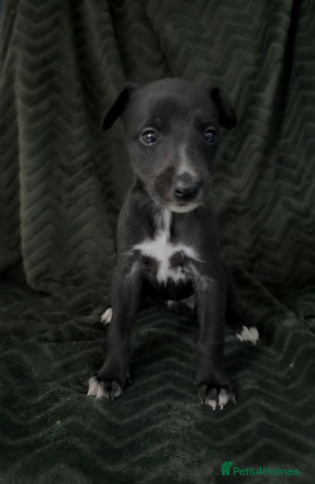 Whippet dogs for sale: Beautiful Whippet puppies for sale!  - Image 17