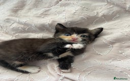 Mixed Breed cats for sale: Kittens for sale  - Image 3