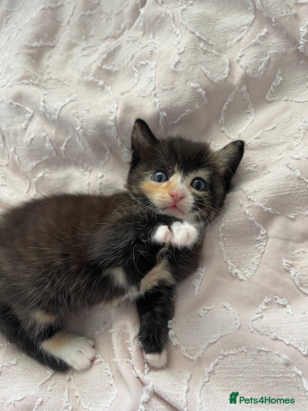Mixed Breed cats for sale: Kittens for sale  - Image 3