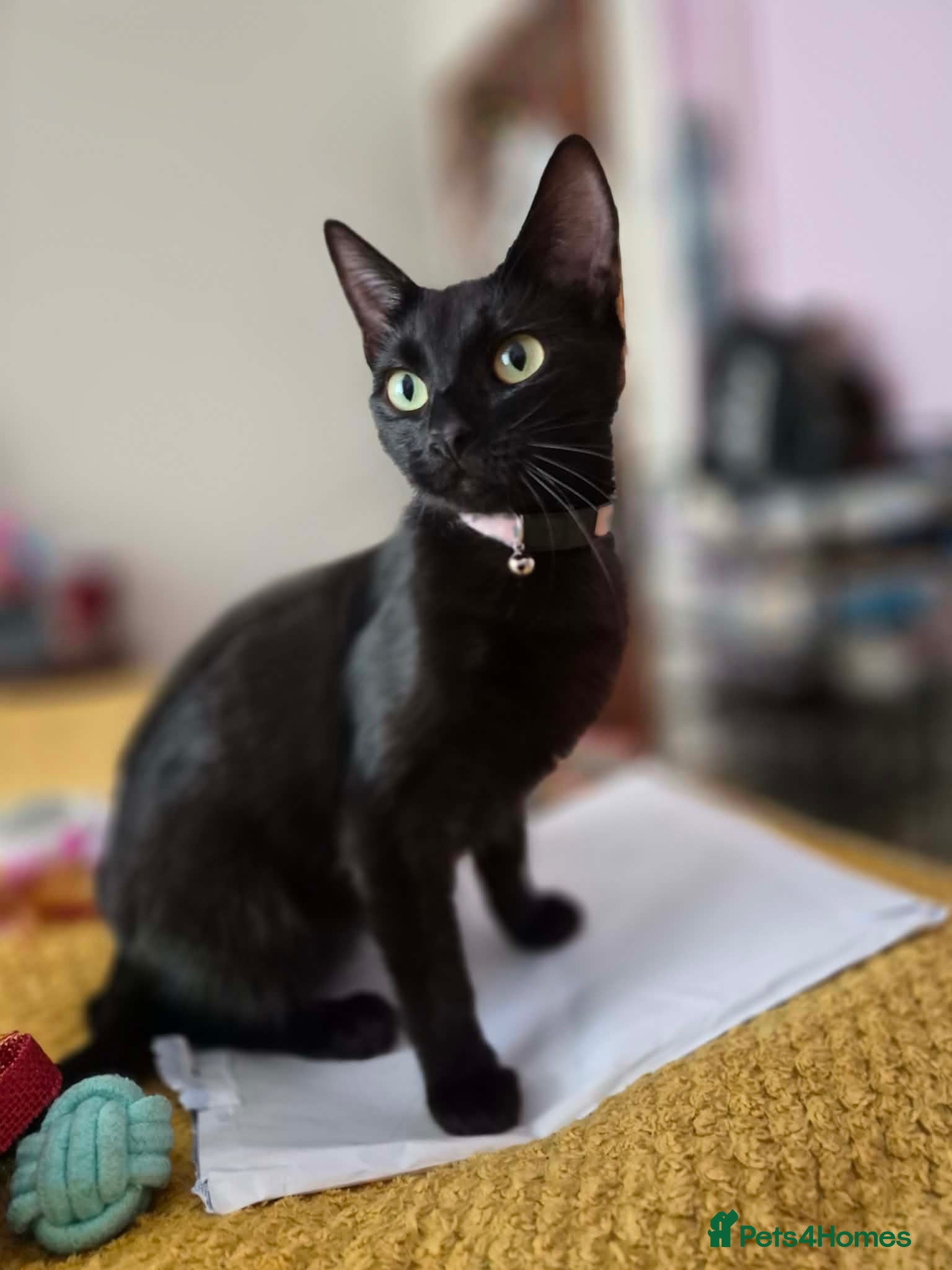 Mixed Breed cats 2 female kittens looking for loving home - Advert 8