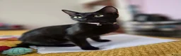 Mixed Breed cats for sale: 2 female kittens looking for loving home - Advert 1