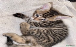 Bombay cats for sale: beautiful kittens looking for a happy safe home's  - Image 4