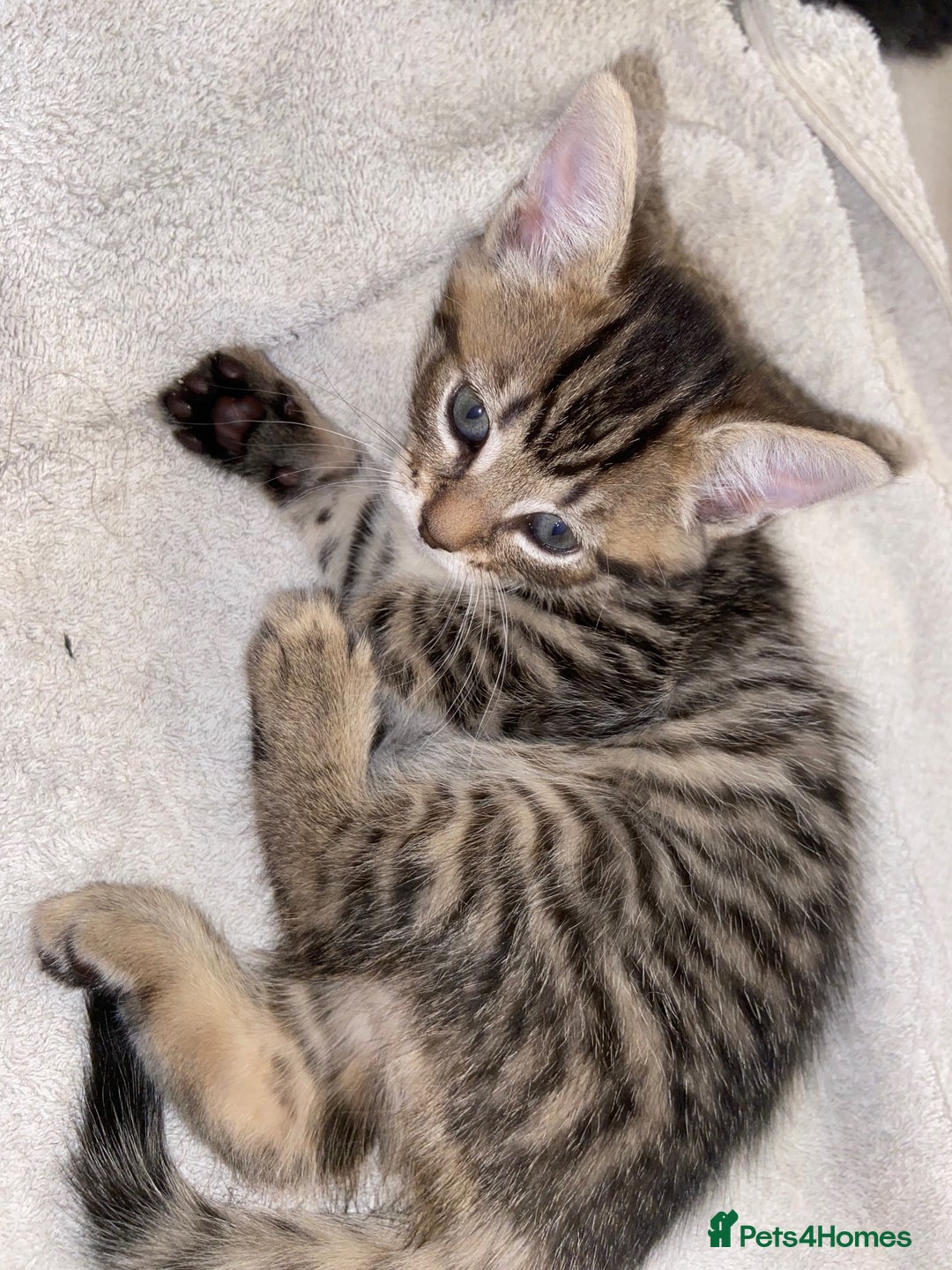 Bombay cats for sale: beautiful kittens looking for a happy safe home's  - Image 4