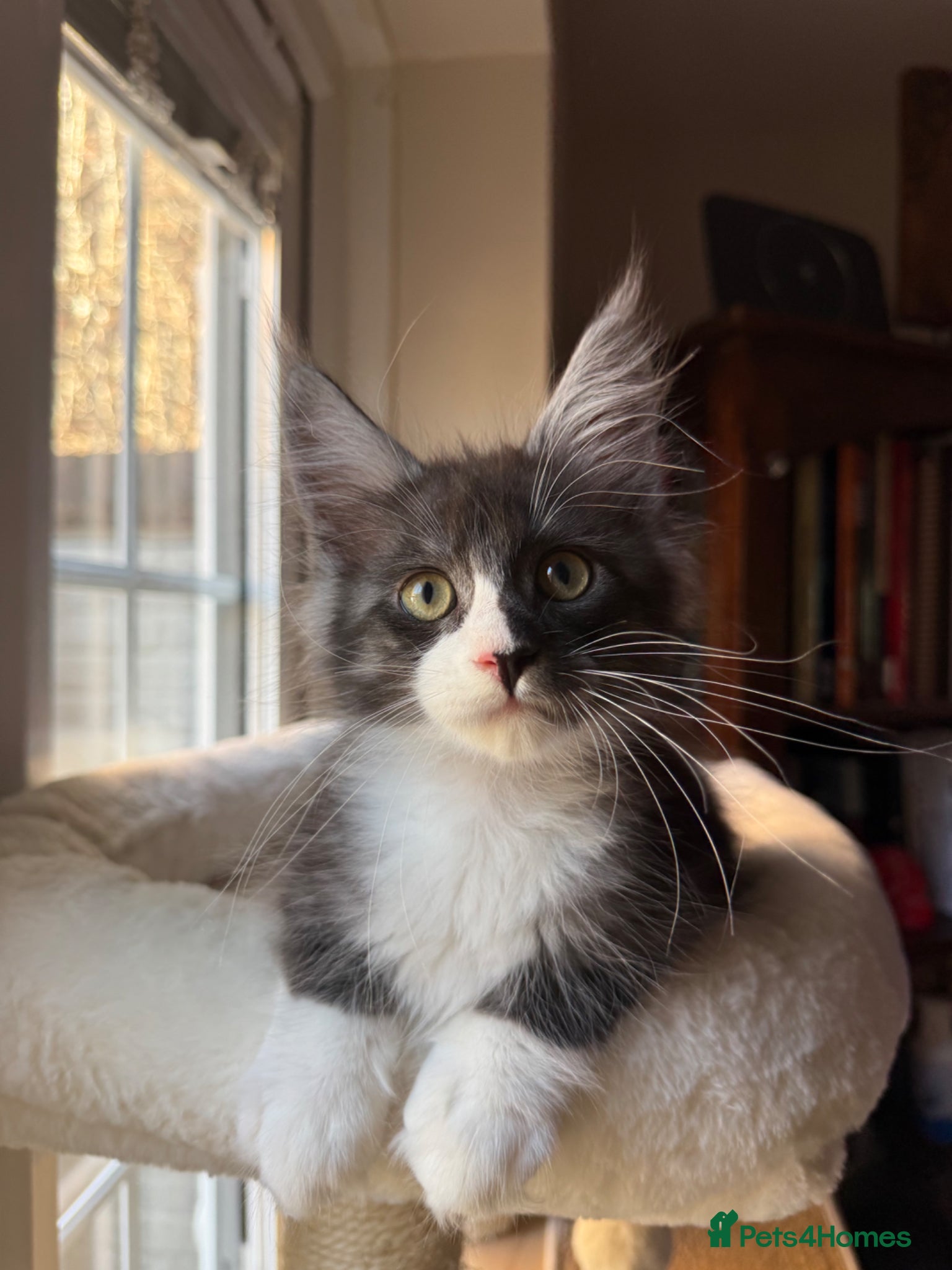 Maine Coon cats Black Smoke Maine Coon TICA Reg Ready April - Advert 1