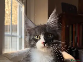 Maine Coon cats Black Smoke Maine Coon TICA Reg Ready April - Advert 1