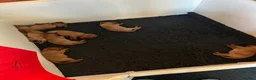 Labrador Retriever dogs for sale: EXCEPTIONAL KC reg DARK FOX RED LABRADOR PUPS - Advert 22