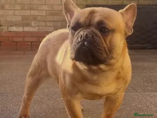 French Bulldog dogs RED FAWN MALE FRENCH BULLDOG STUD in Wisbech - Advert 19