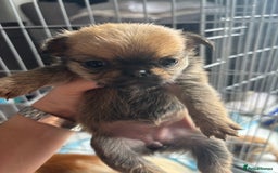 Mixed Breed dogs for sale: 6 beautiful puppies for sale, 3 female and 3 male - Image 23