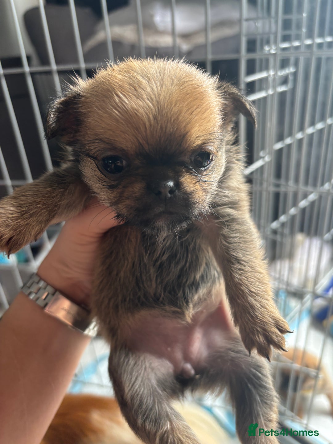 Mixed Breed dogs for sale: 6 beautiful puppies for sale, 3 female and 3 male - Image 23