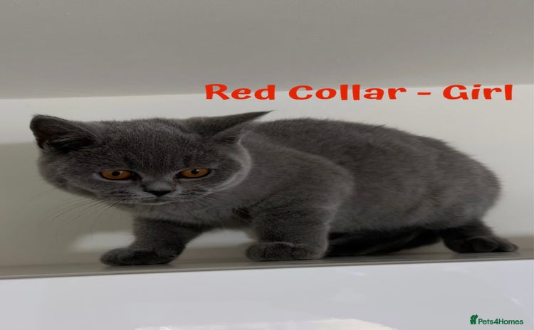 British Shorthair cats - Advert 10
