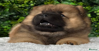 Chow Chow dogs - Advert 5