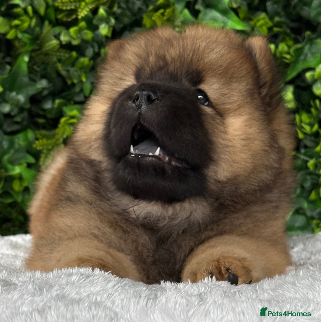 Chow Chow dogs for sale: 🧸🧸Beautiful litter of chow chow puppies🧸🧸 - Image 3