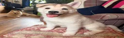 Siberian Husky dogs for sale: Charismatic Companions Ready to Make You Smile in Leeds - Advert 17