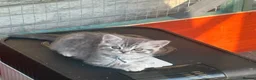 British Shorthair cats for sale: British shorthair silver spotted  - Advert 4