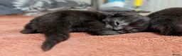 Maine Coon cats for sale: 🐾 GCCF Registered Maine Coon Kittens – 2 Boys 🐾 - Advert 2