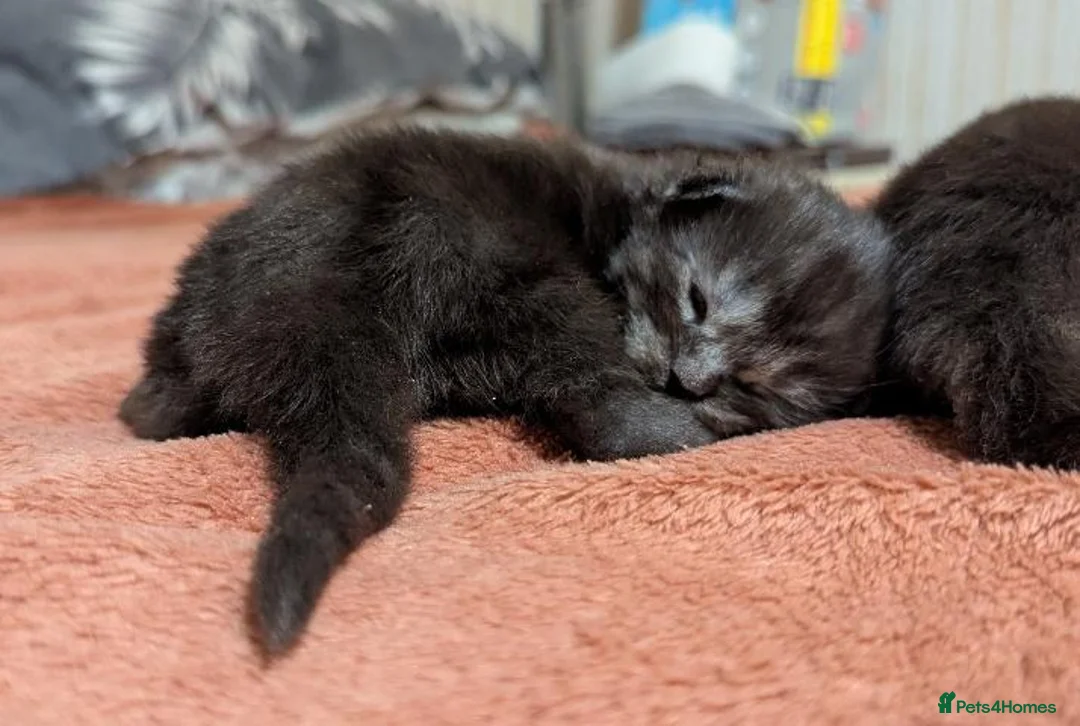 Maine Coon cats for sale: 🐾 GCCF Registered Maine Coon Kittens – 2 Boys 🐾 - Advert 2