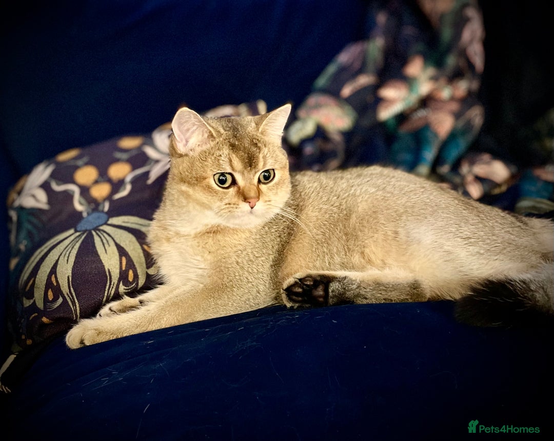 British Shorthair cats for sale: Alfie and Chester  - Image 5
