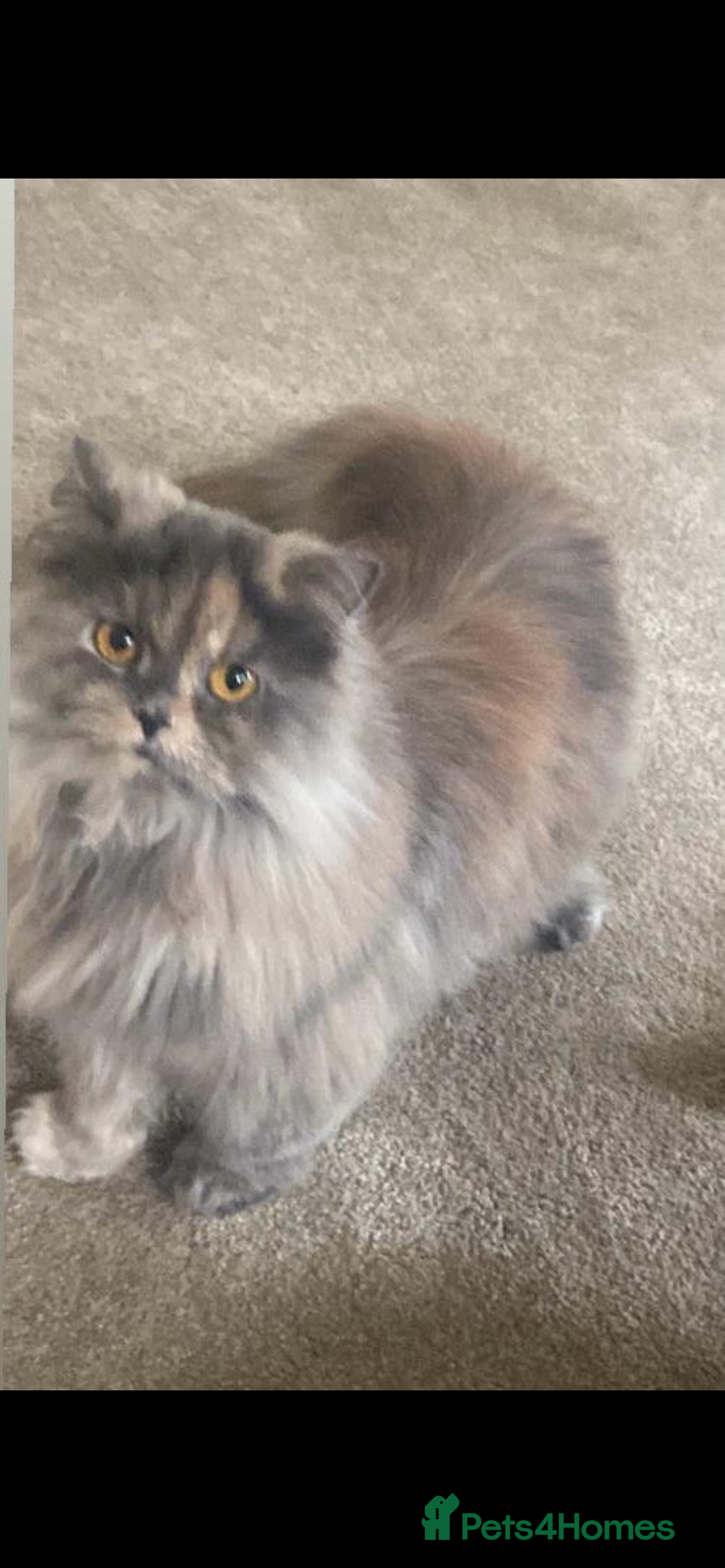 British Longhair cats for sale: Mixed colour Female British longhair  - Advert 1