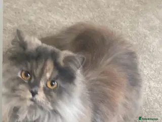 British Longhair cats Mixed colour Female British longhair - Advert 13