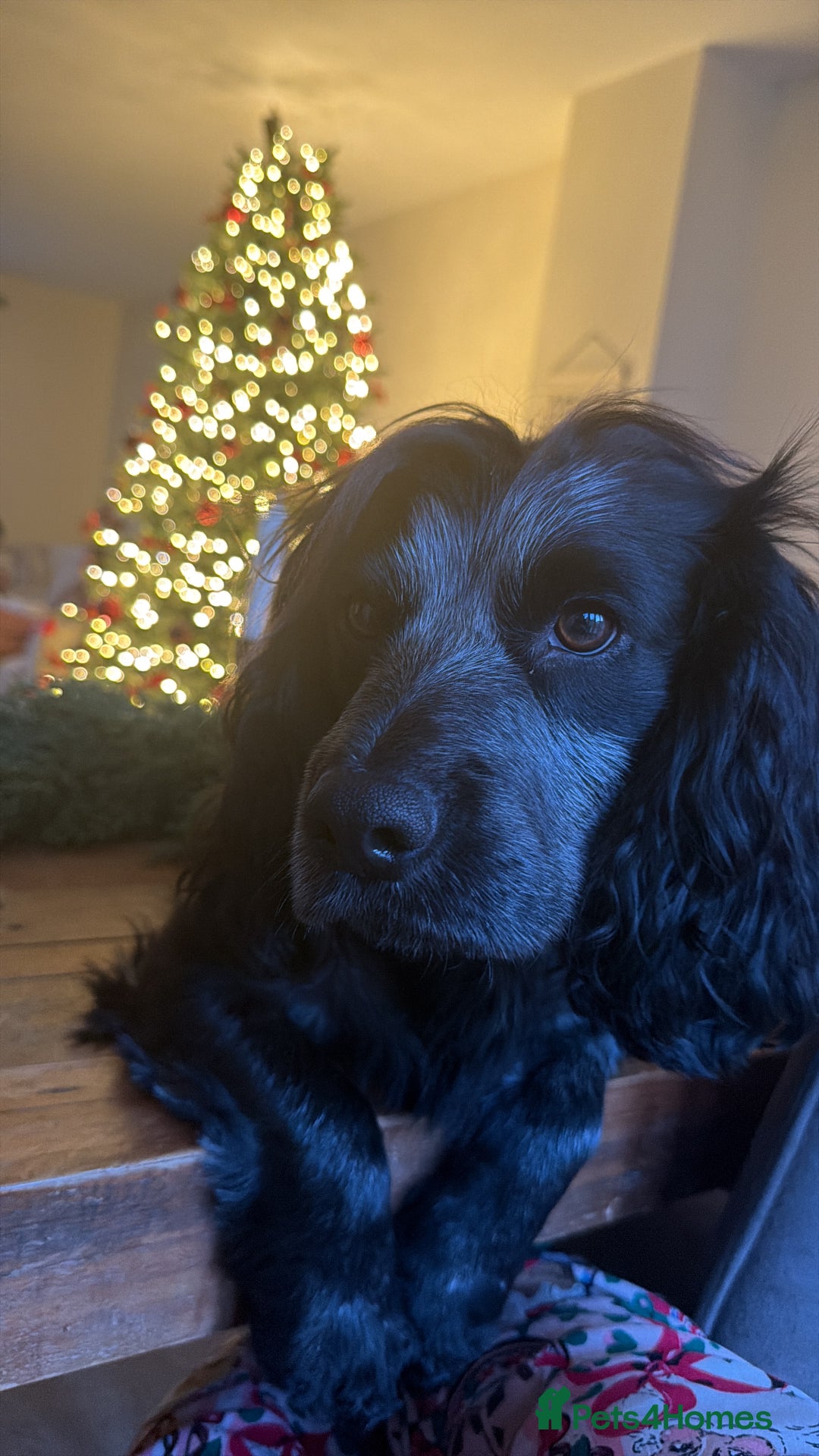 Cocker Spaniel dogs for stud: PROVEN KC Registered Roan Cocker Spaniel for Stud  - Advert 1