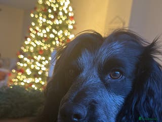 Cocker Spaniel dogs PROVEN KC Registered Roan Cocker Spaniel for Stud - Advert 16