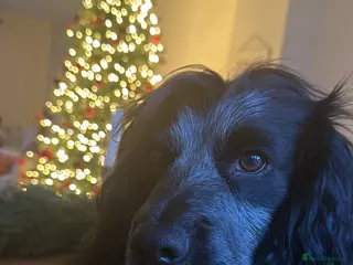 Cocker Spaniel dogs PROVEN KC Registered Roan Cocker Spaniel for Stud - Advert 23