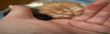 Persian 1