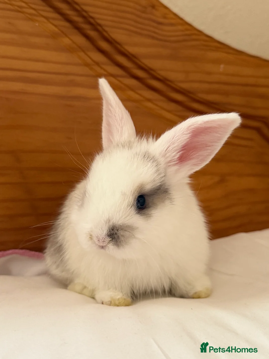 Mini Lop rabbits for sale: Holland lop  - Advert 3