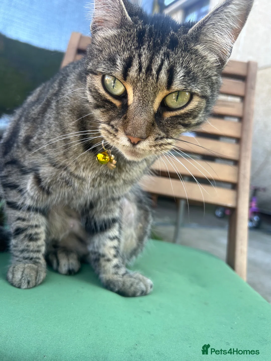 Mixed Breed cats for sale: Kittens for sale  in Bargoed - Advert 4