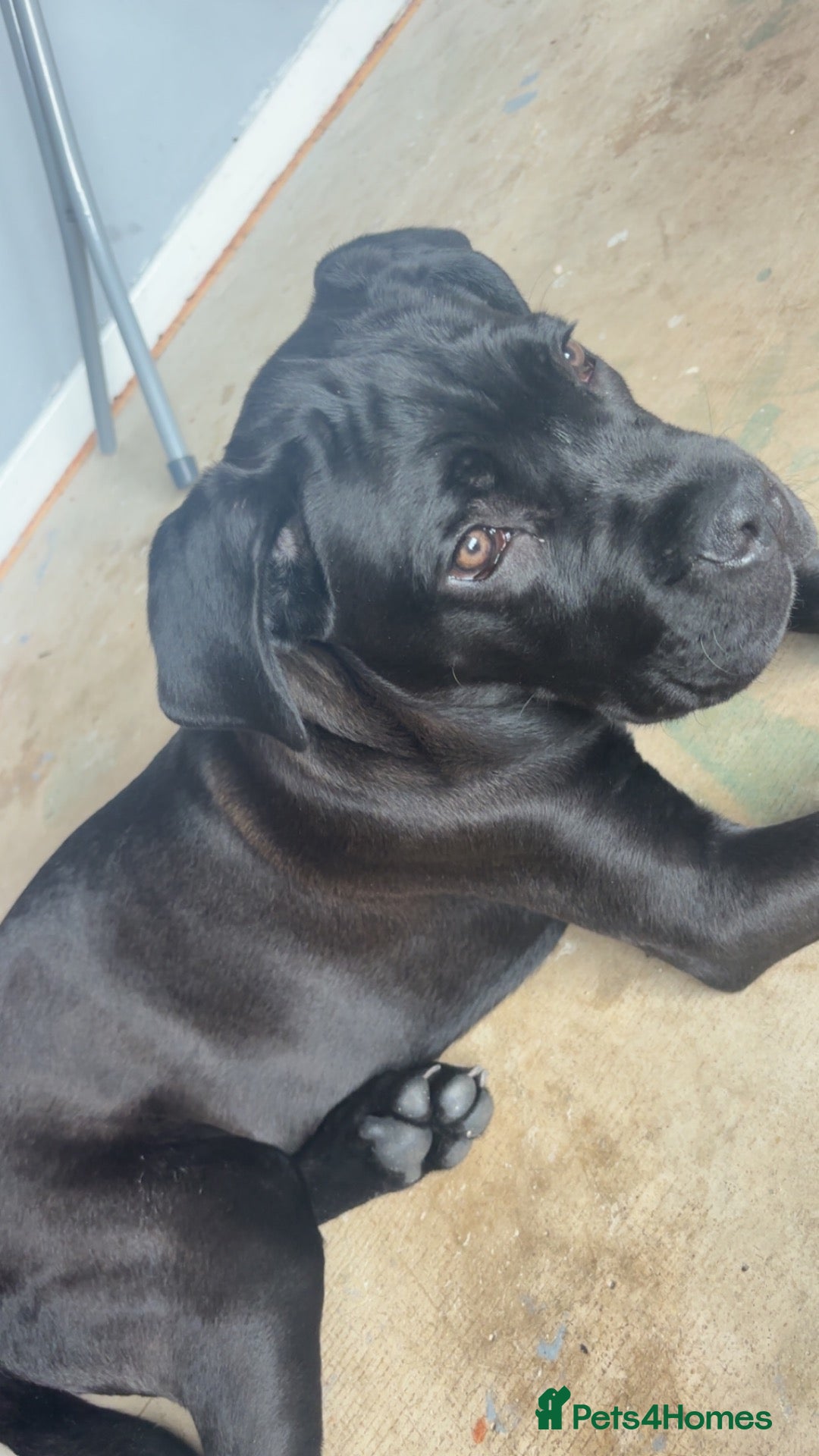 Cane Corso dogs Cane corso - male - Advert 1
